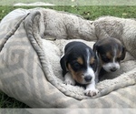 Small Photo #2 Beagle Puppy For Sale in BLACK RIVER FALLS, WI, USA