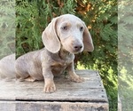 Boone - Male Dachshund Puppy for Sale - Photo #5