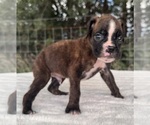 Small #7 Boxer