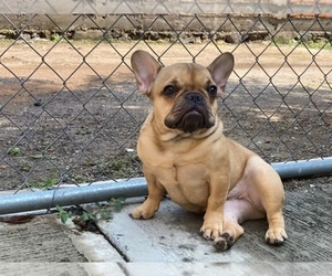 French Bulldog Dog for Adoption in ANTIOCH, California USA