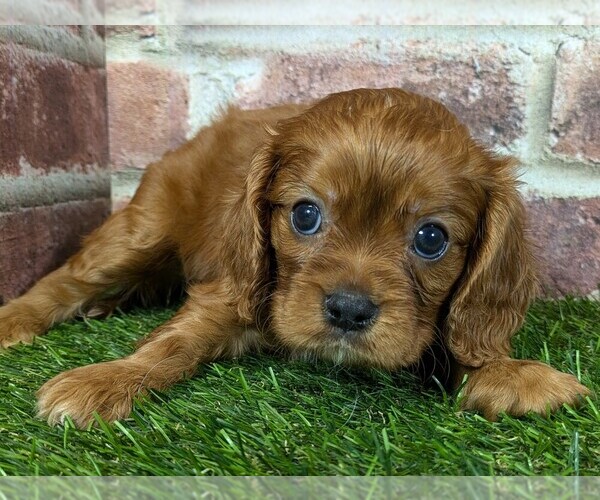 Medium Photo #9 Cavalier King Charles Spaniel Puppy For Sale in MOBERLY, MO, USA