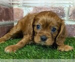Small #8 Cavalier King Charles Spaniel