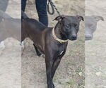 Small #1 Labrador Retriever Mix