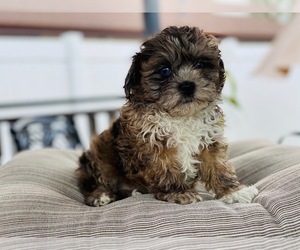 Havanese Puppy for sale in CHICAGO, IL, USA