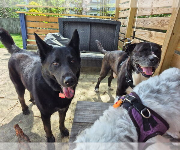 Medium Photo #11 Plott Hound-Unknown Mix Puppy For Sale in Holly Springs, NC, USA