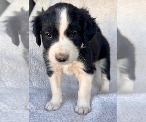 Boodle-Bordoodle Mix Puppy for sale in CORTEZ, CO, USA