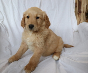 Golden Retriever Puppy for sale in SHILOH, OH, USA