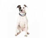 Small #1 American Bulldog-American Staffordshire Terrier Mix