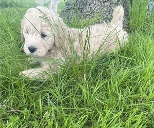 Goldendoodle Puppy for sale in CHILLICOTHE, OH, USA