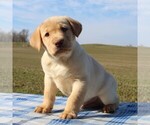 Small Photo #1 Labrador Retriever Puppy For Sale in HAGERSTOWN, MD, USA