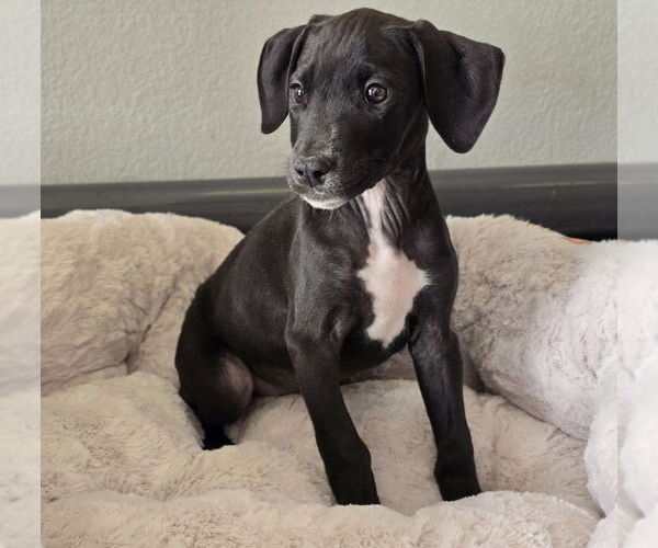 Medium Photo #2 American Pit Bull Terrier-Unknown Mix Puppy For Sale in Lakewood, CO, USA