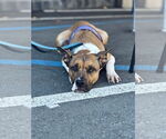 Small #3 American Staffordshire Terrier Mix