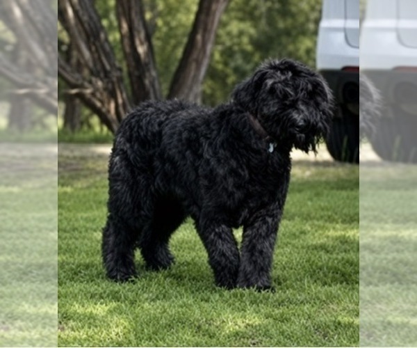 Medium Photo #10 Bouvier Des Flandres Puppy For Sale in BLANCO, TX, USA