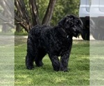 Litter of 2 - Female Bouvier Des FlandresLitter of Puppies for Sale - Photo #10