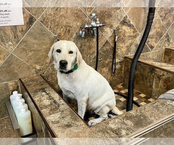 Medium Photo #3 Labrador Retriever Puppy For Sale in Warrington, PA, USA