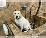 Small #2 Labrador Retriever