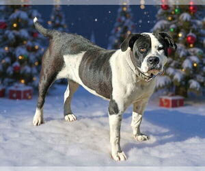 Mutt Dogs for adoption in Talladega, AL, USA