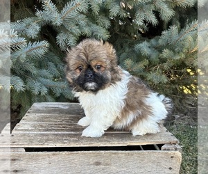 Shiranian Dog for Adoption in MIDDLEBURY, Indiana USA