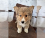 Small Photo #23 American Corgi Puppy For Sale in DENVER, IA, USA
