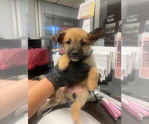 German Shepherd Dog-Unknown Mix Dogs for adoption in Stockton, CA, USA