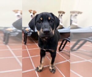 Labrador Retriever-Unknown Mix Dogs for adoption in Jefferson, NJ, USA