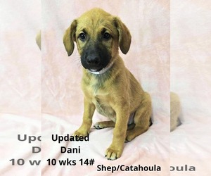 Catahoula Leopard Dog-Unknown Mix Dogs for adoption in pomfret, CT, USA
