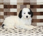 Small #1 Bernedoodle (Miniature)