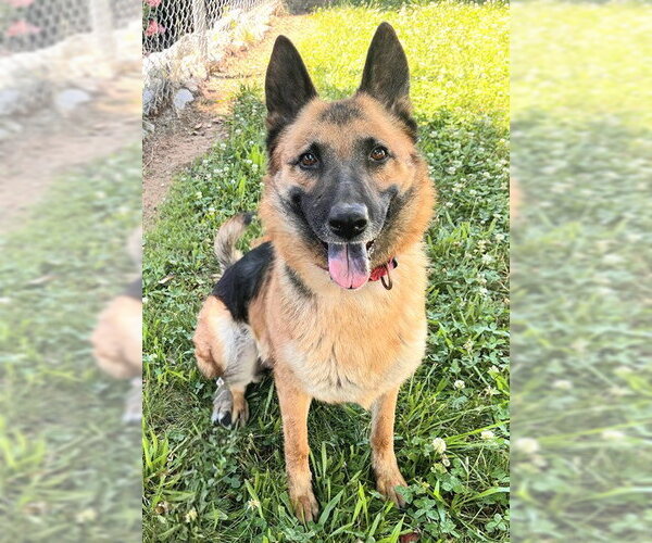 Medium Photo #2 Gerberian Shepsky Puppy For Sale in Sacramento, CA, USA