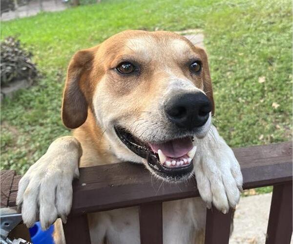 Medium Photo #1 Rhodesian Ridgeback-Unknown Mix Puppy For Sale in San Antonio, TX, USA