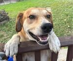 Small Rhodesian Ridgeback Mix