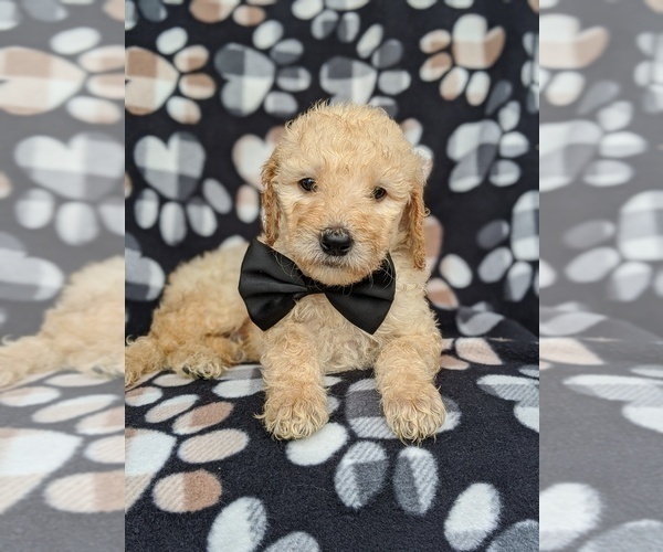 Medium Photo #6 Goldendoodle Puppy For Sale in NEW PROVIDENCE, PA, USA