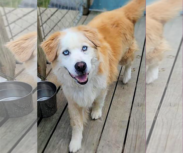 Medium Photo #8 Goberian Puppy For Sale in Murfreesboro, NC, USA