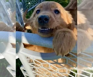 Medium Golden Retriever