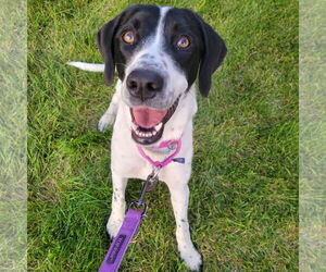 German Shorthaired Pointer-Unknown Mix Dogs for adoption in Fargo, ND, USA