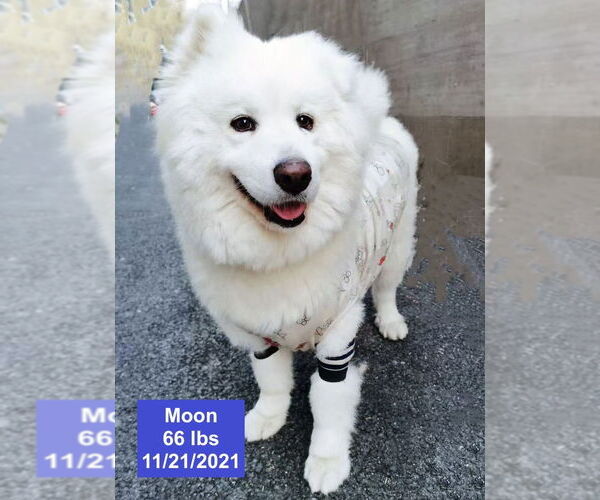 Medium Photo #8 Samoyed Puppy For Sale in West Hollywood, CA, USA