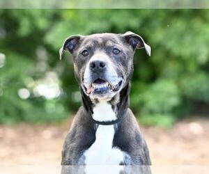 Labrador Retriever-Unknown Mix Dogs for adoption in Tavares, FL, USA