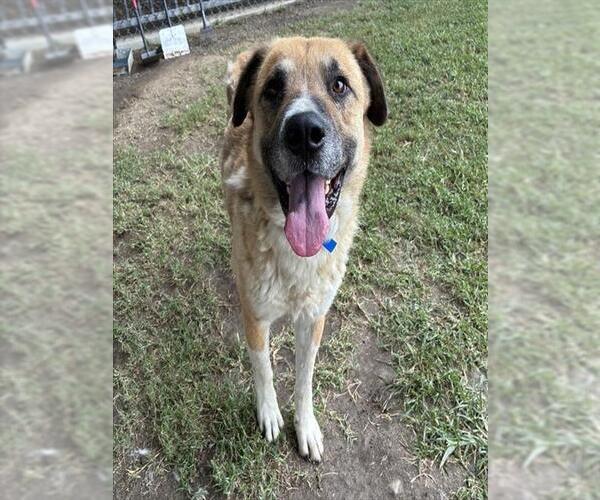 Medium Photo #1 Anatolian Shepherd Puppy For Sale in Riverside, CA, USA