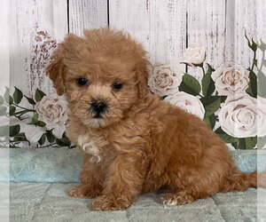 Morkie-Poodle (Miniature) Mix Puppy for sale in PENNS CREEK, PA, USA