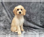 Small #5 Cavapoo (Miniature)