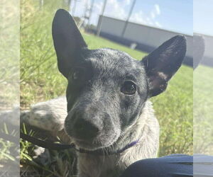 Mutt Dogs for adoption in Canton, CT, USA