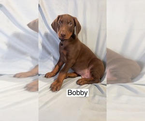 Doberman Pinscher Puppy for sale in POMEROY, OH, USA