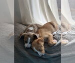Small #5 Labrador Retriever Mix