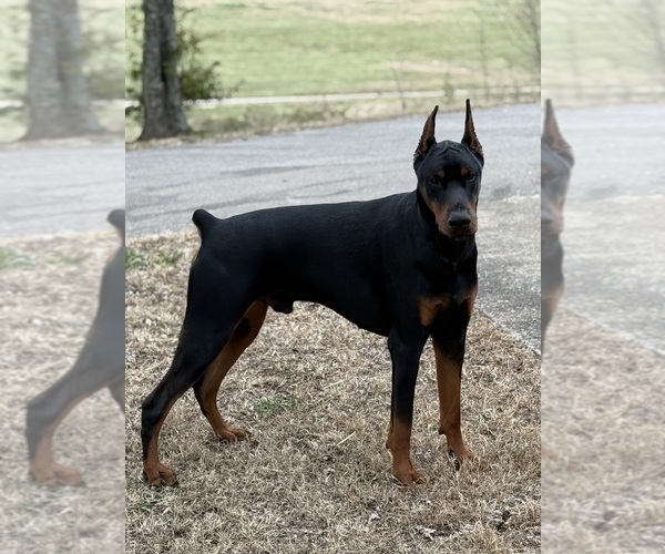 Medium Photo #1 Doberman Pinscher Puppy For Sale in COOKEVILLE, TN, USA