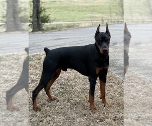 Father of the Doberman Pinscher puppies born on 12/16/2025