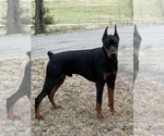 Small Photo #1 Doberman Pinscher Puppy For Sale in COOKEVILLE, TN, USA