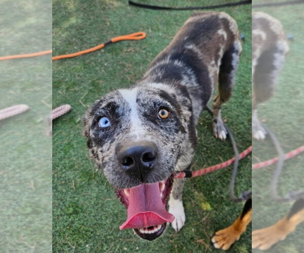 Medium Photo #1 Catahoula Leopard Dog-Unknown Mix Puppy For Sale in Lakewood, CO, USA