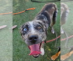Small Catahoula Leopard Dog Mix