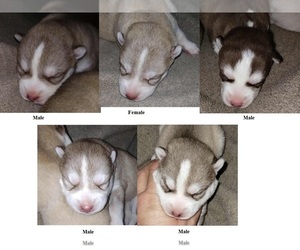 Siberian Husky Puppy for sale in KENNEWICK, WA, USA