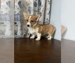 Small #16 Pembroke Welsh Corgi