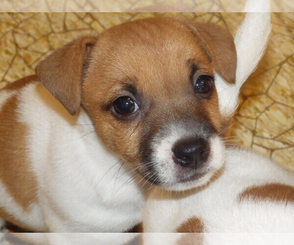 Medium Photo #1 Jack Russell Terrier Puppy For Sale in CINCINNATI, OH, USA
